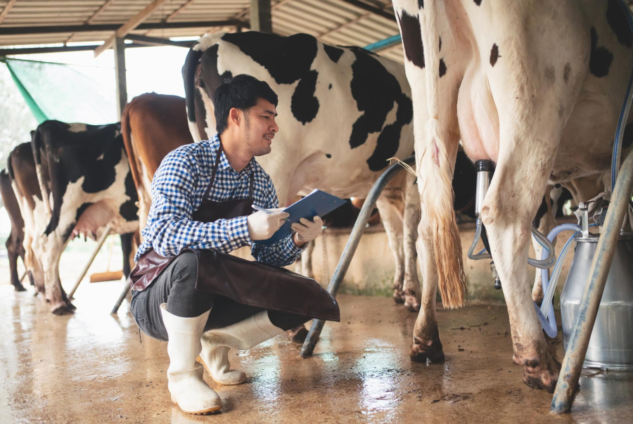 Accurate Calving Interval